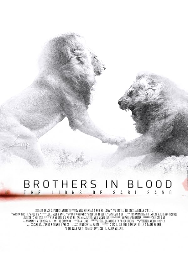 دانلود فیلم برادران تنی: شیر‌های سابی سند | Brothers in Blood: The Lions of Sabi Sand